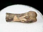 Small Theropod (Raptor) Partial Finger Bone - Hell Creek Formation #12791-1